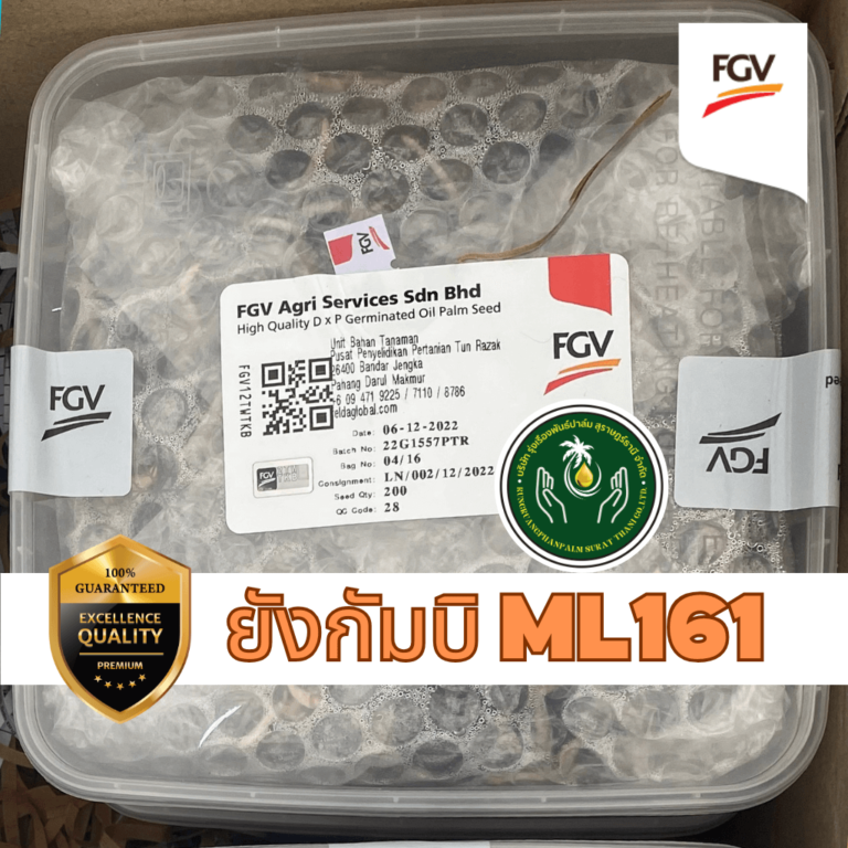 พันธุ์ปาล์ม ยังกัมบิ FGV ML161