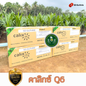 เมล็ดพันธุ์ คาลิกซ์ Q6