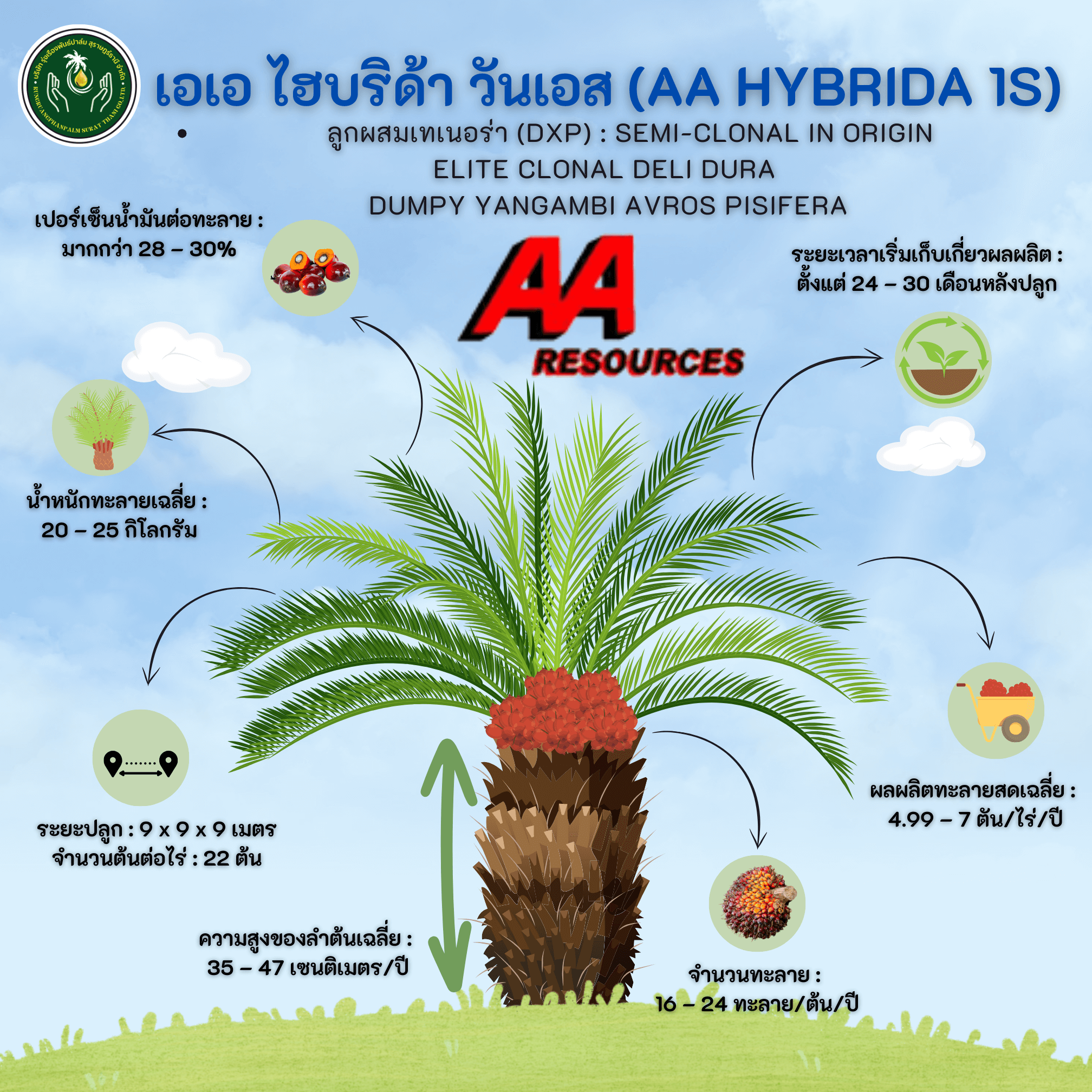 AA HYBRIDA 1S