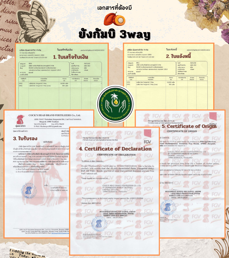 Yangambi 3Way Certificates