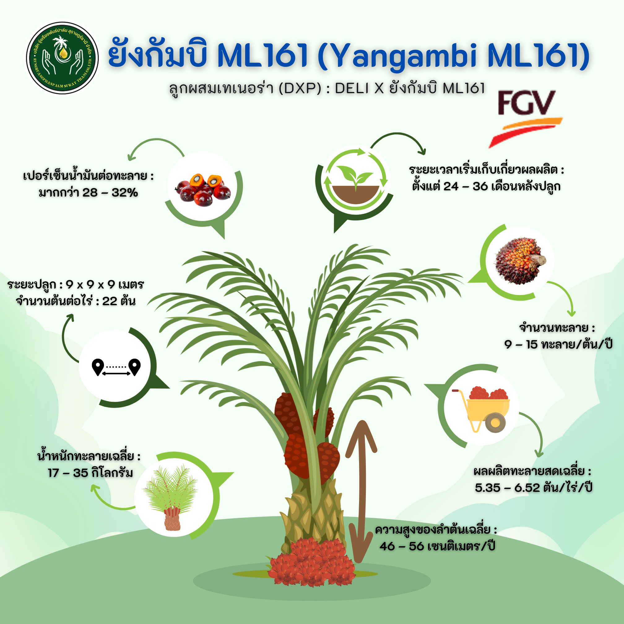 Yangambi ML161