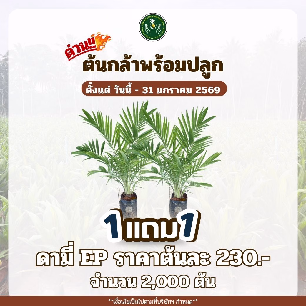ด่วน! ต้นกล้าพร้อมปลูก ซื้อ 1 แถม 1